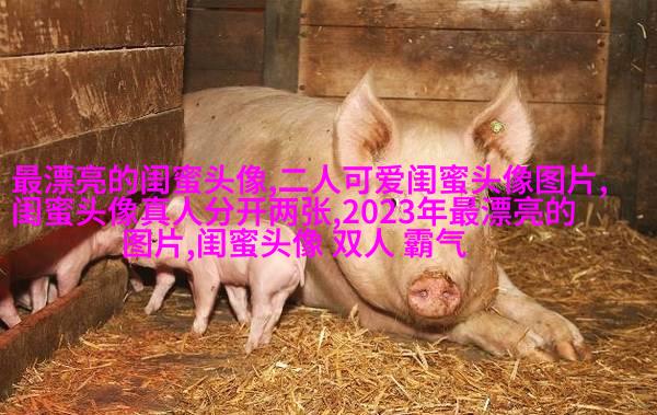 闺蜜头像霸气高冷两张冷酷(22张)