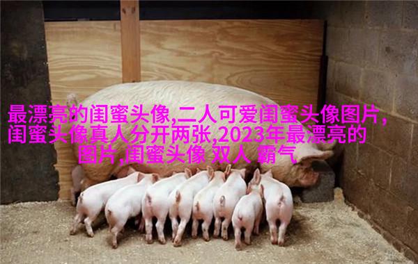 闺蜜头像霸气高冷两张冷酷(22张)