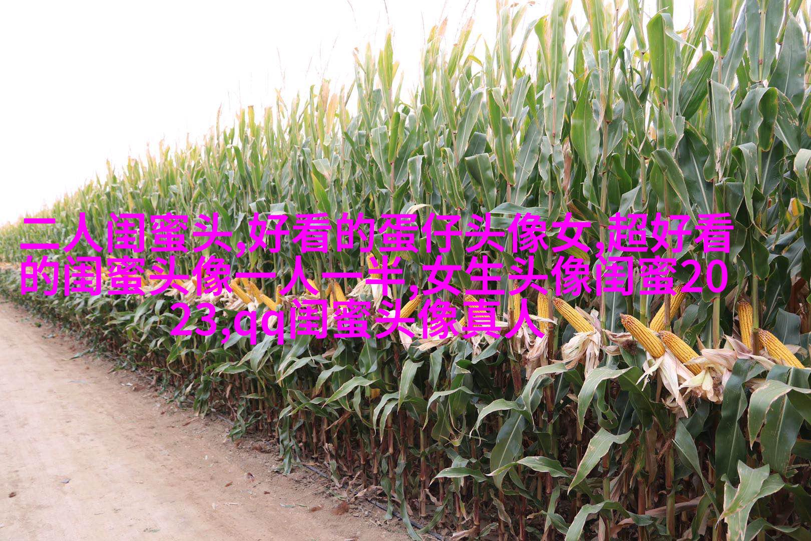 闺蜜头像一对两张霸气带字