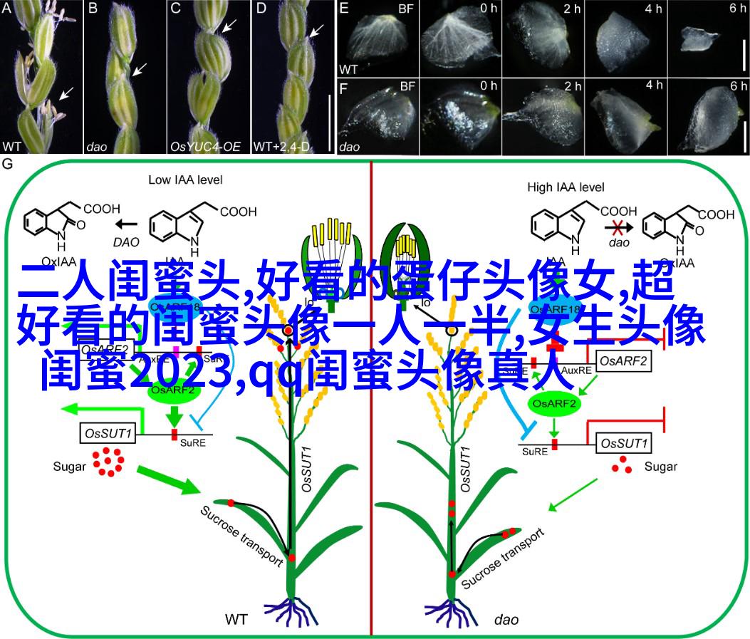闺蜜头像一对两张霸气带字