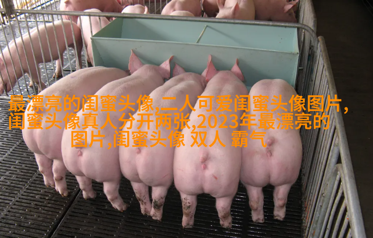 闺蜜头像霸气高冷两张冷酷(22张)