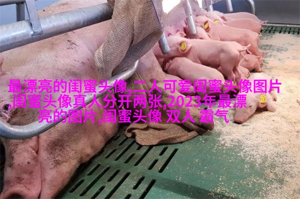闺蜜头像霸气高冷两张冷酷(22张)